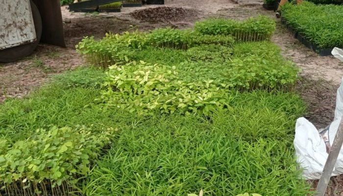 portalmedioparnaiba.com.br