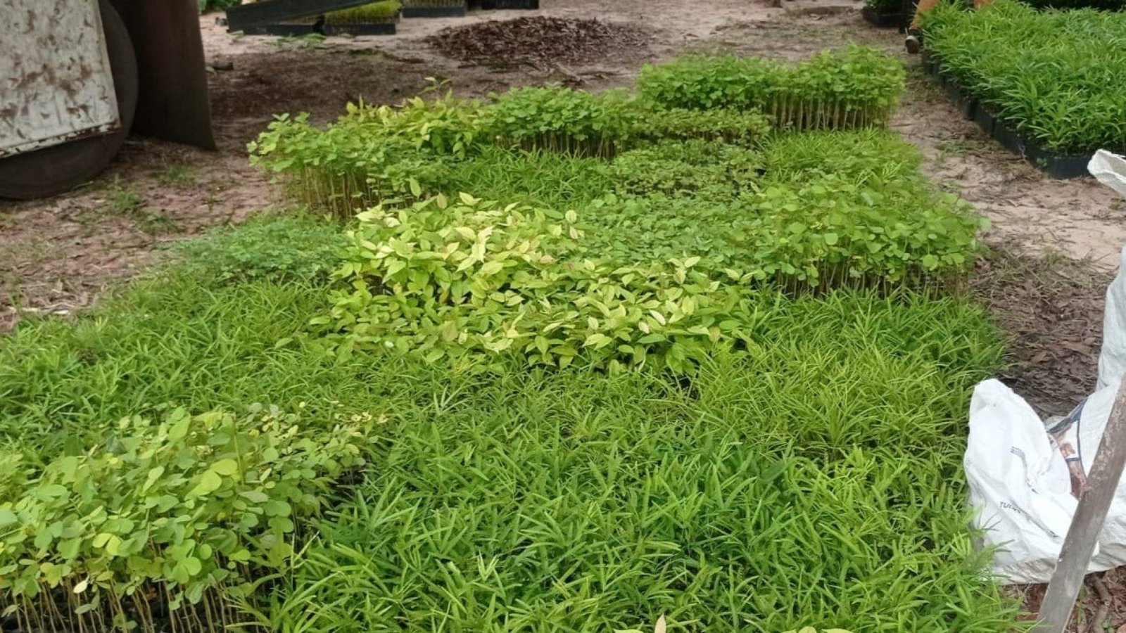 portalmedioparnaiba.com.br